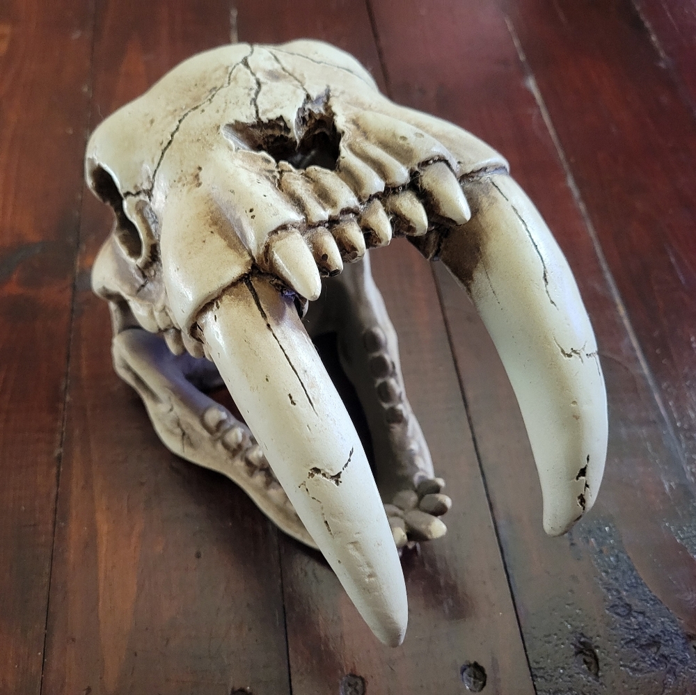 Smilodon Saber Tooth Tiger 🐅 Skull Replica 🐯